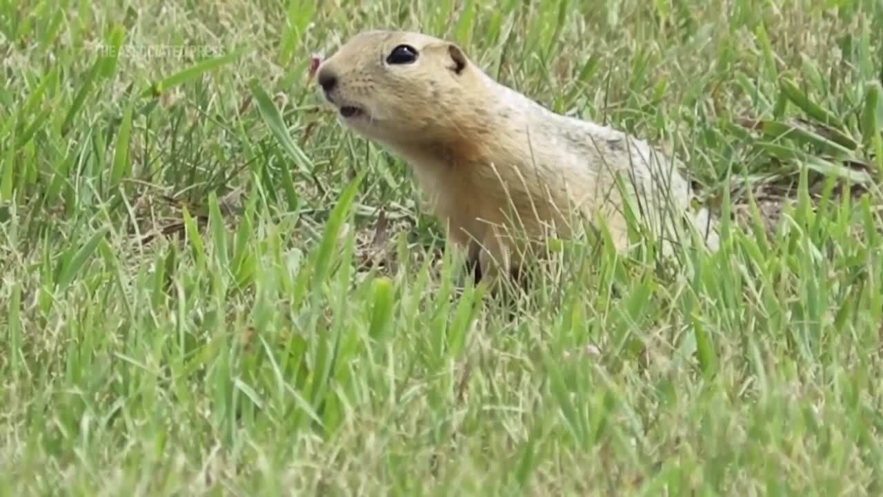Minot, North Dakota is being overrun by ground squirrels